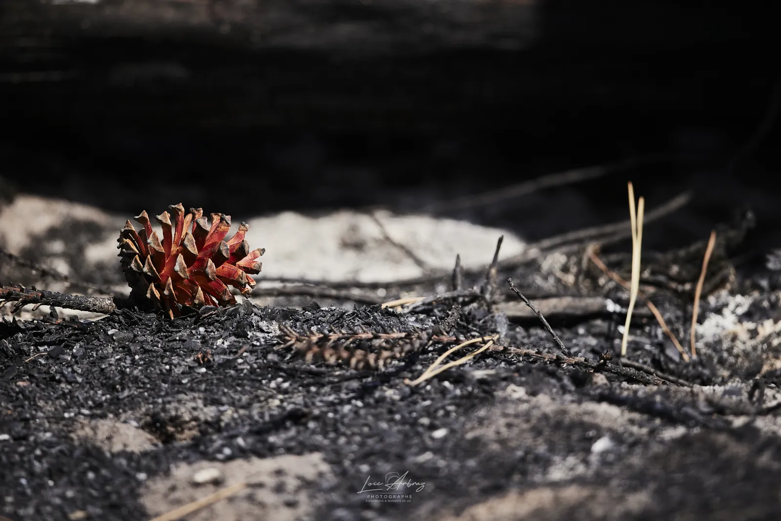 Une pomme de pin rougie par le feu posée sur un sol de cendres et de brindilles calcinées, après un incendie de forêt en Gironde. Photo © Loïc Arbraz.